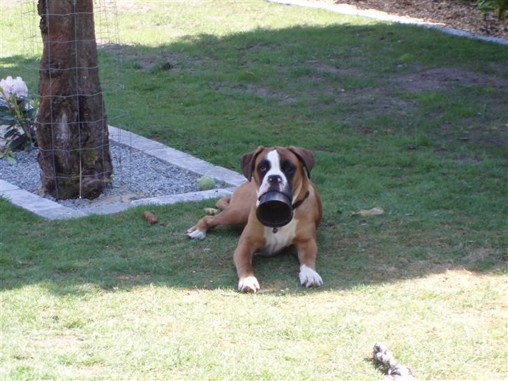 Boxer Lucas - Er jeg ikke køn? billede 2