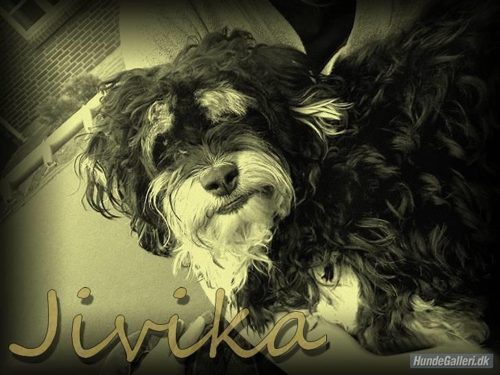 Bichon havanais Jivika¤bassen¤ - Billed der er lavet billede 18