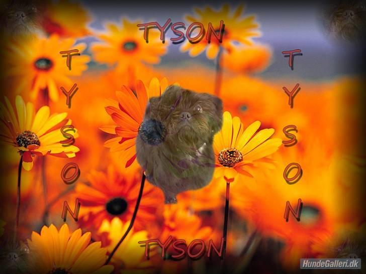 Blanding af racer Tyson¤RIP¤ billede 15