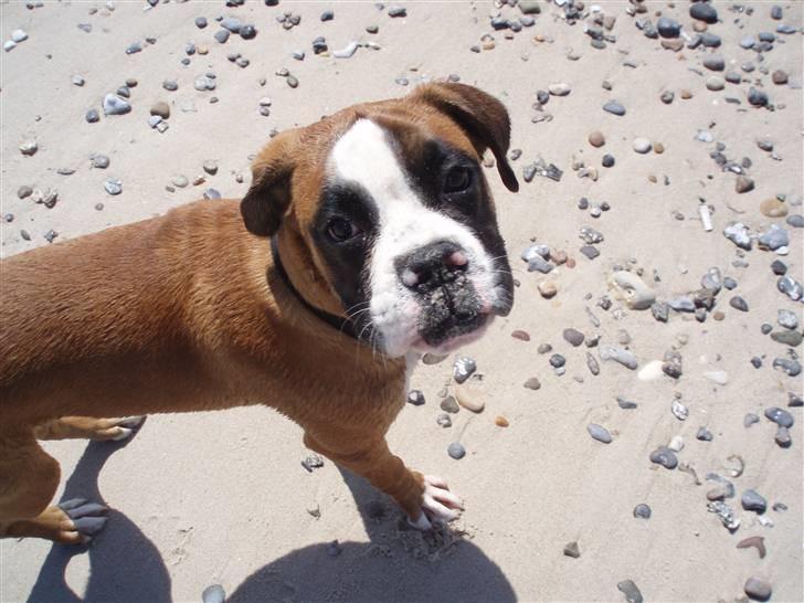 Boxer Lucas - god strandtur billede 9