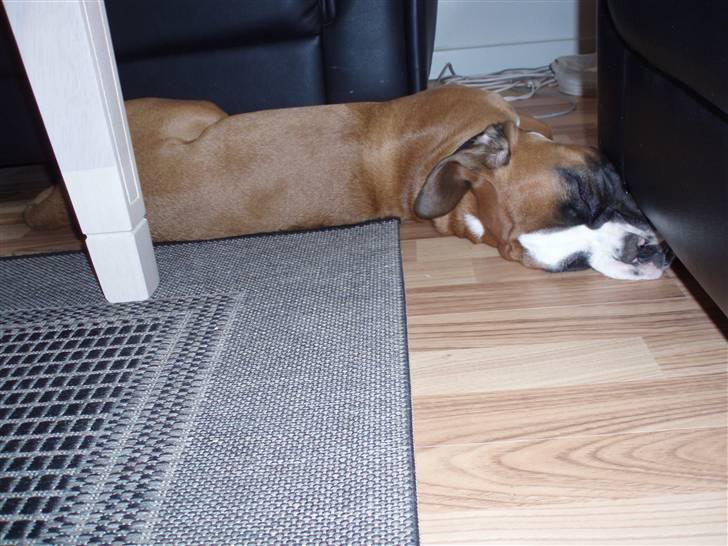 Boxer Lucas - Her kan jeg sove... billede 10