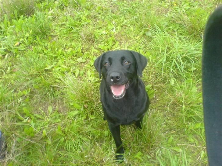 Labrador retriever /Formel 1 Raki billede 2