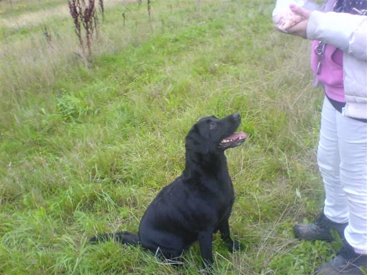 Labrador retriever /Formel 1 Raki billede 3
