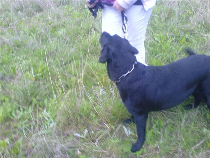 Labrador retriever /Formel 1 Raki billede 4