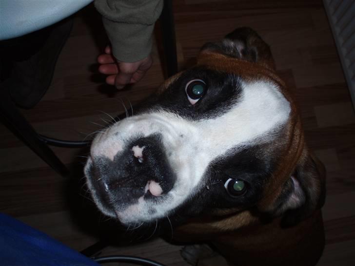 Boxer Lucas - Se mig, jeg er så sød... billede 11