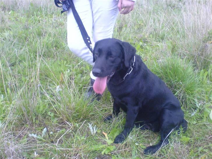 Labrador retriever /Formel 1 Raki - Billeder af hunde ...