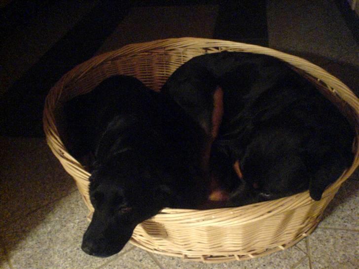 Labrador retriever /Formel 1 Raki billede 7