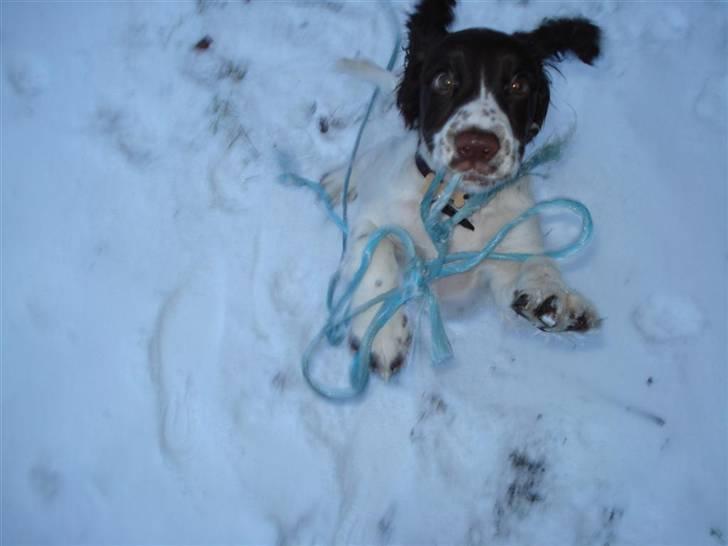 Field Trial spaniel Trille Lund billede 15