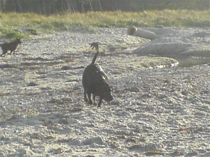 Labrador retriever /Formel 1 Raki billede 8