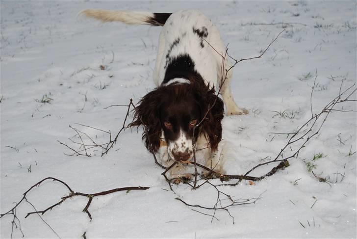 Field Trial spaniel Trille Lund billede 16