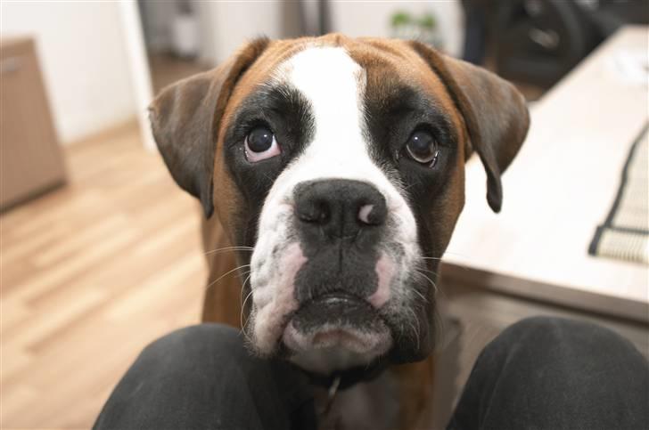 Boxer Lucas - Dette er det nyeste billede af mig. Ikke så dårligt vel? billede 12