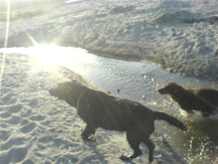 Labrador retriever /Formel 1 Raki billede 10