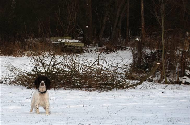 Field Trial spaniel Trille Lund billede 17