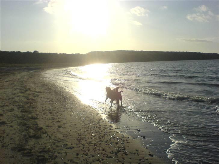 Labrador retriever /Formel 1 Raki billede 11