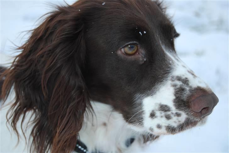 Field Trial spaniel Trille Lund billede 18