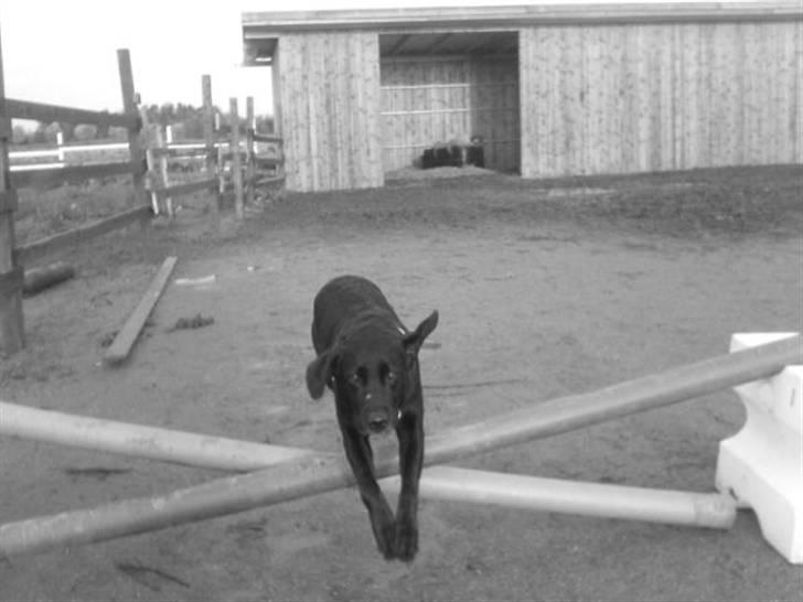 Labrador retriever /Formel 1 Raki billede 12