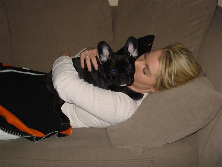 Fransk bulldog Viffer billede 8