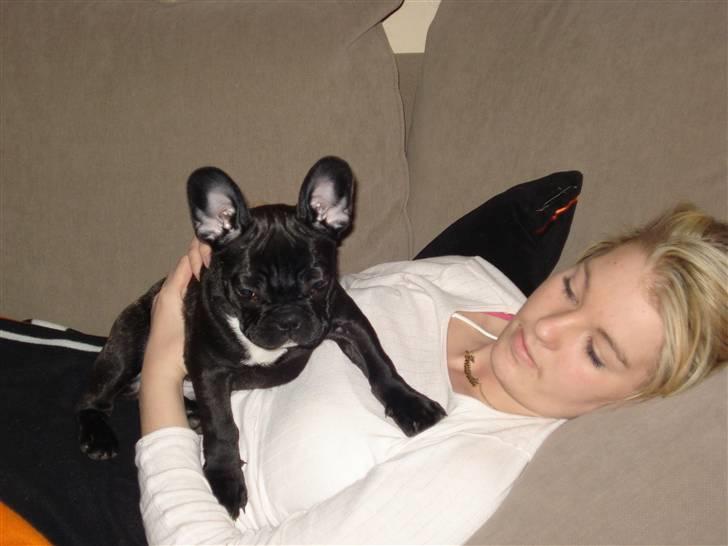 Fransk bulldog Viffer billede 9