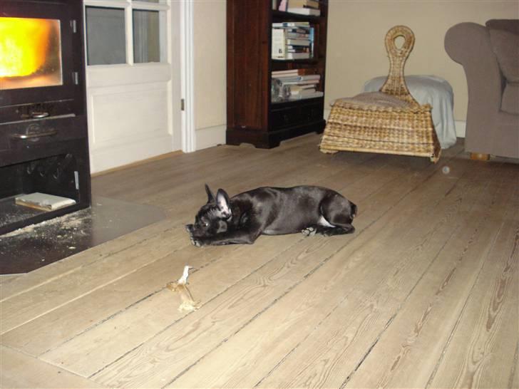 Fransk bulldog Viffer billede 10