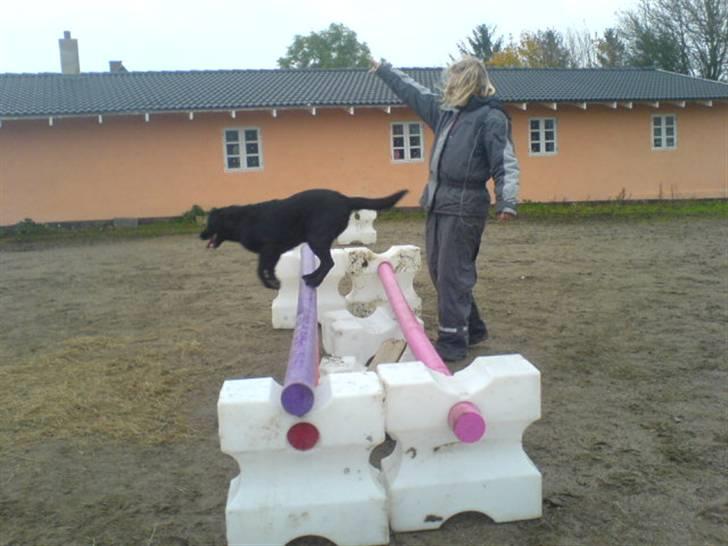 Labrador retriever /Formel 1 Raki billede 13