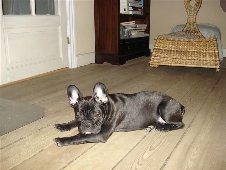 Fransk bulldog Viffer billede 11