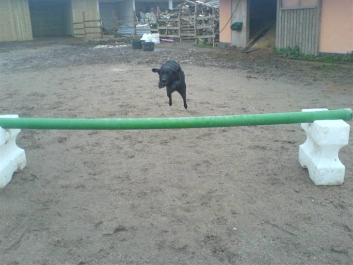 Labrador retriever /Formel 1 Raki billede 15