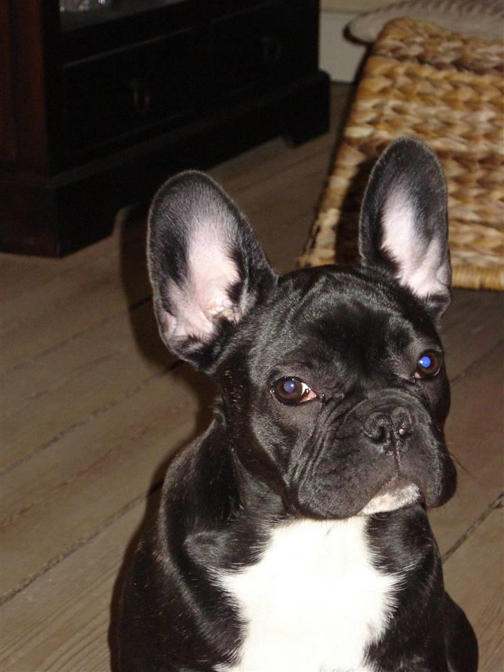 Fransk bulldog Viffer billede 14