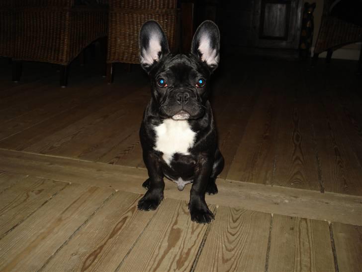 Fransk bulldog Viffer billede 15