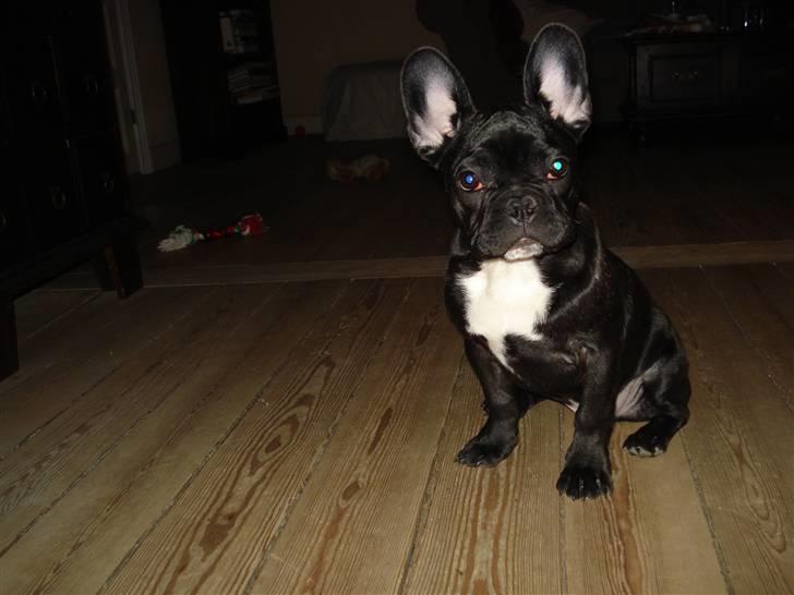 Fransk bulldog Viffer billede 16