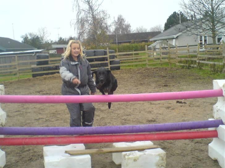 Labrador retriever /Formel 1 Raki billede 16