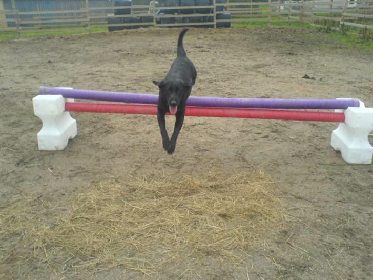 Labrador retriever /Formel 1 Raki billede 17