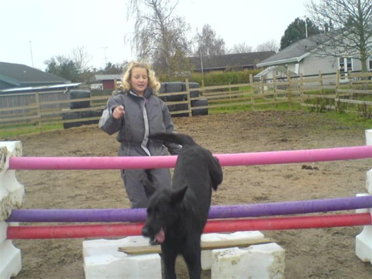 Labrador retriever /Formel 1 Raki billede 19