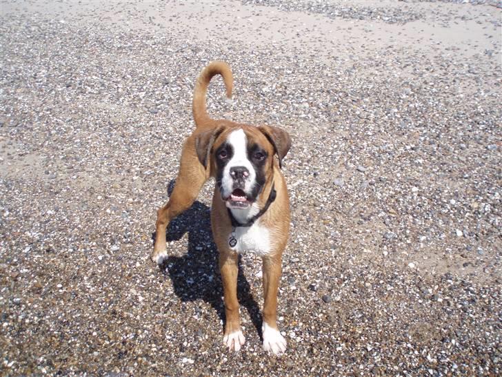 Boxer Lucas billede 13