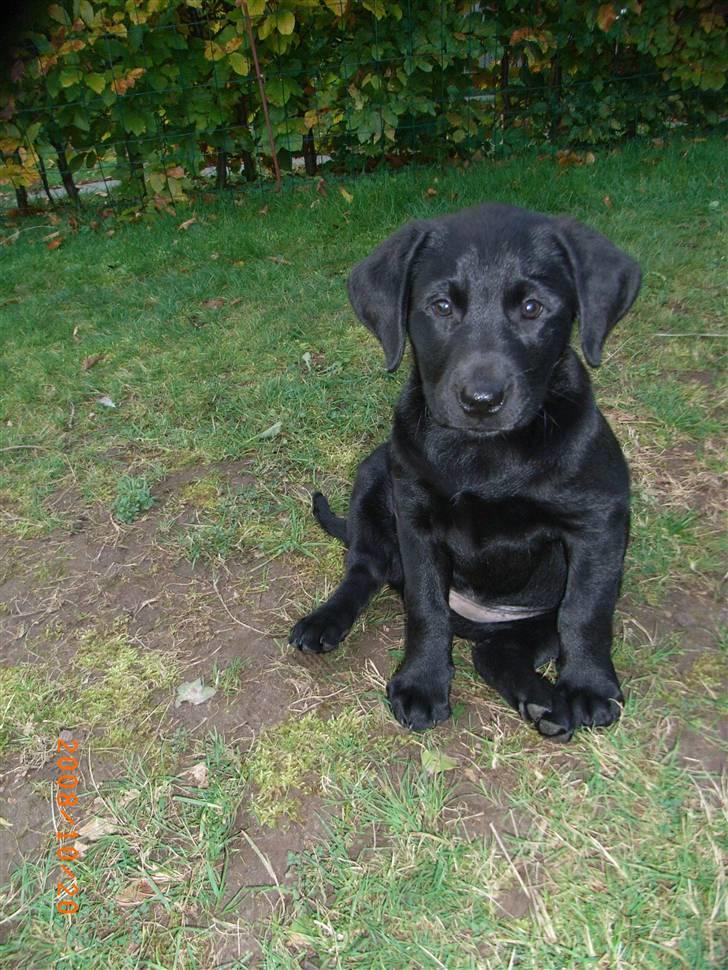 Labrador retriever Wilma <3 - Velkommen til Wilmas profil ;´) Læg gerne en bedømmelse og en kommentar :´) billede 1