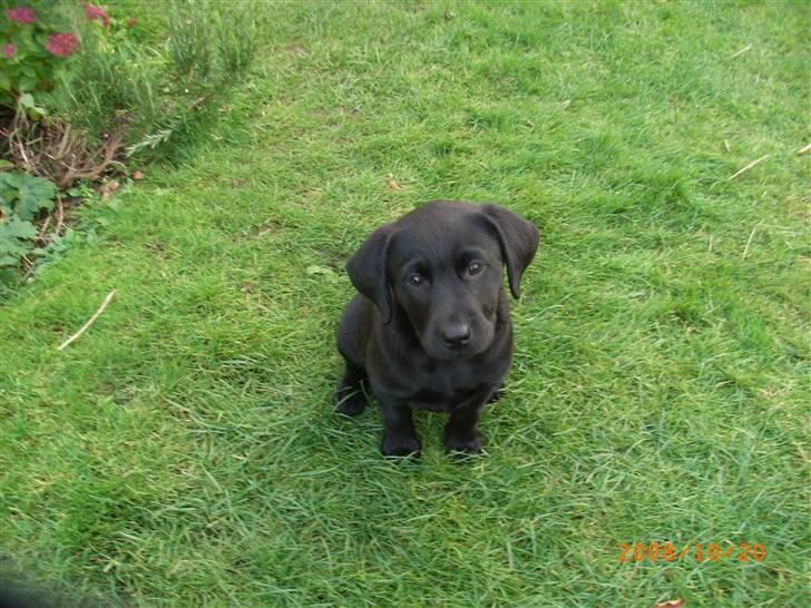 Labrador retriever Wilma <3 - Wilma i haven. billede 2