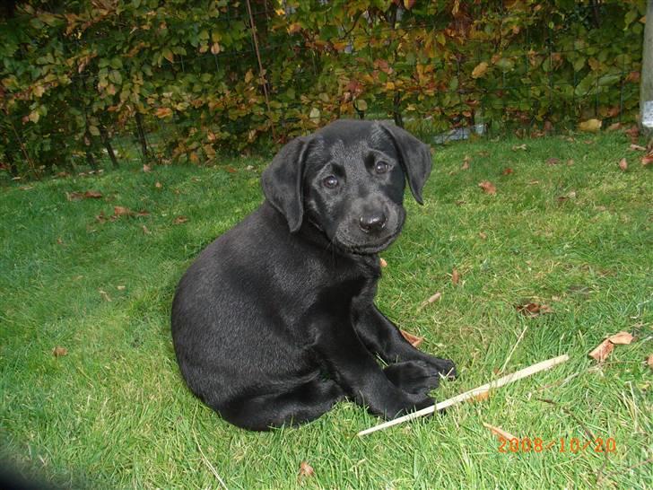 Labrador retriever Wilma <3 - Wilma. :-) billede 3