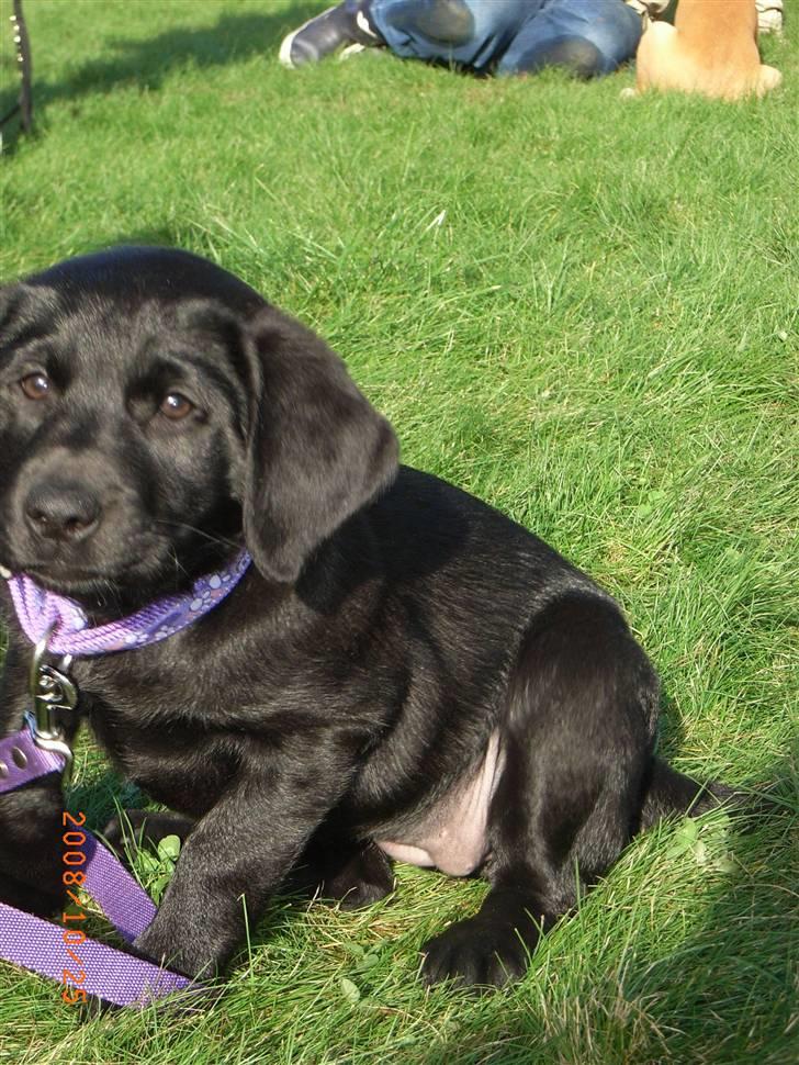 Labrador retriever Wilma <3 - En lille rynket Wilma som helt lille hvalp... billede 5