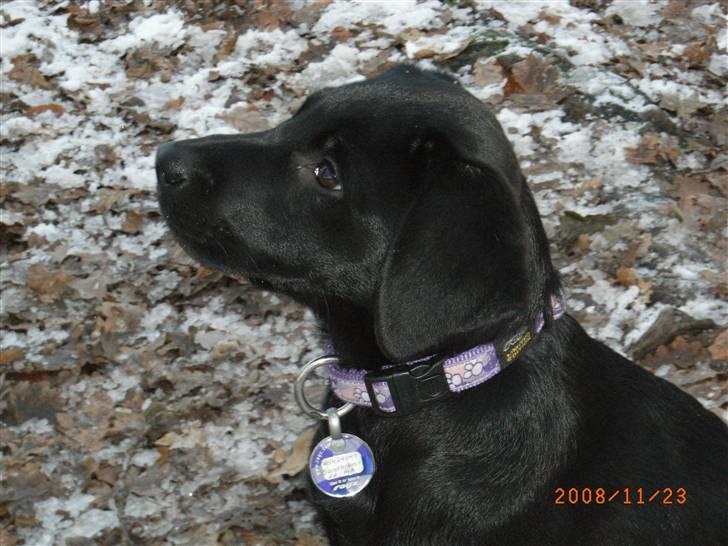 Labrador retriever Wilma <3 - Wilma i skoven. billede 6