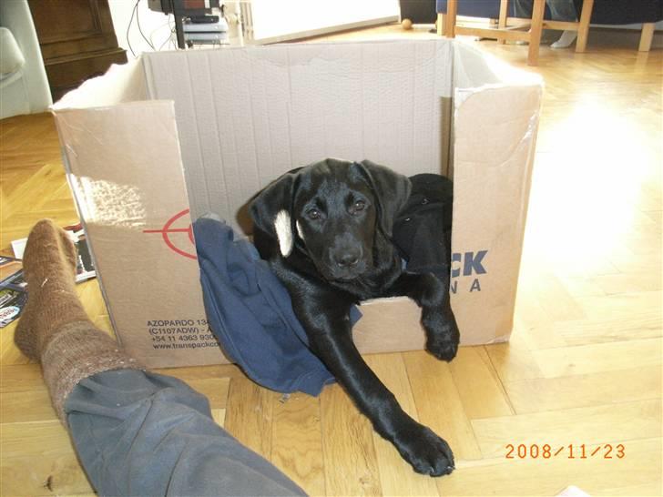 Labrador retriever Wilma <3 - Wilma i sin elskede papkasse... Hehe billede 8
