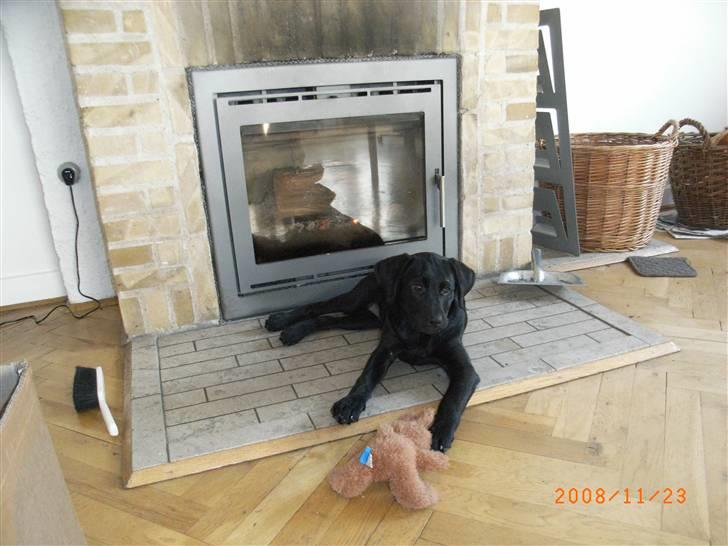 Labrador retriever Wilma <3 - I varmen fra pejsen. xD billede 9