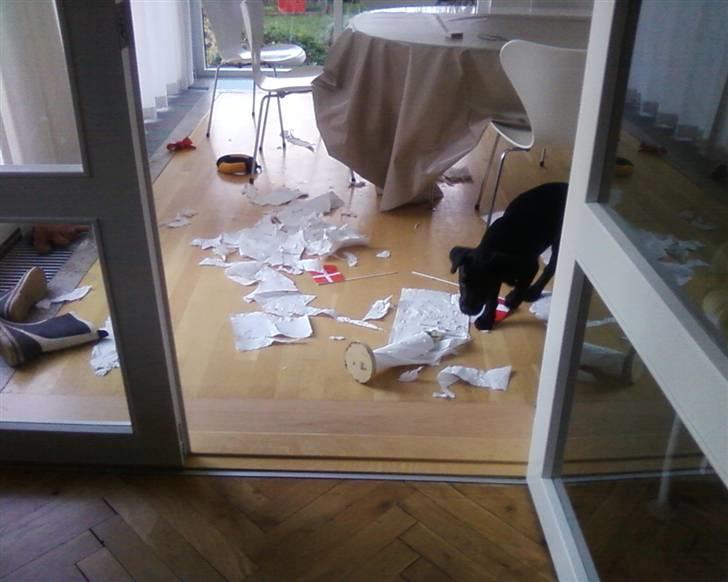 Labrador retriever Wilma <3 - Når Wilma er alene hjemme keder hun sig vist aldrig? 8D billede 10