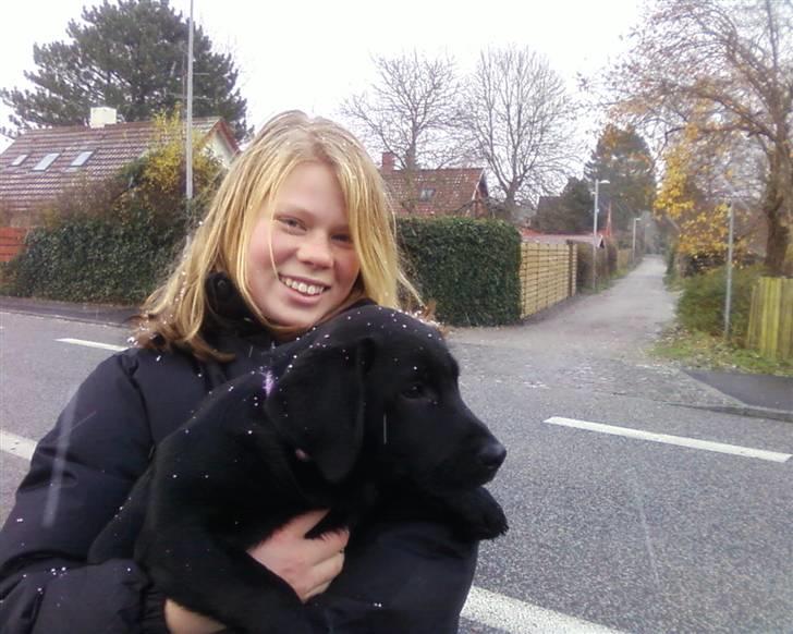 Labrador retriever Wilma <3 - Mig og Wilma i sneen... billede 11