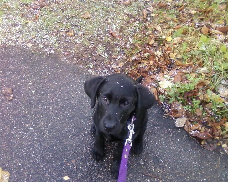 Labrador retriever Wilma <3 - Første gang Wilma så sne - hun syntes at det var sjovt at spise. :D billede 12