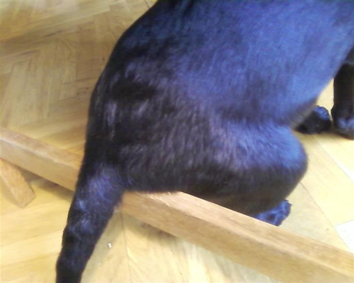 Labrador retriever Wilma <3 - Wilma sidder bedst på sofabordet billede 13