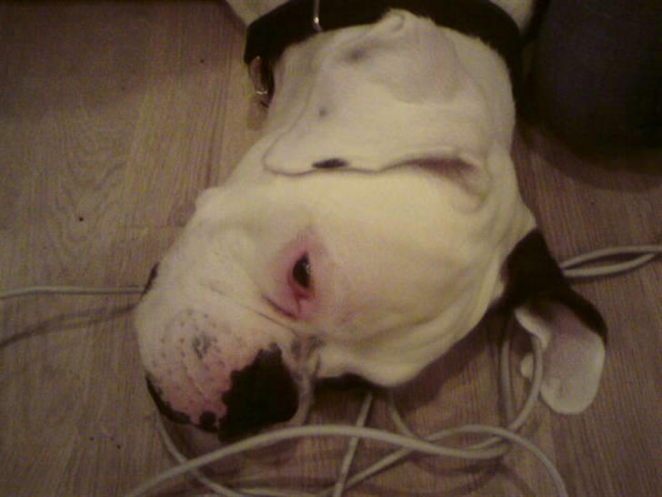 Boxer Hilmer billede 9