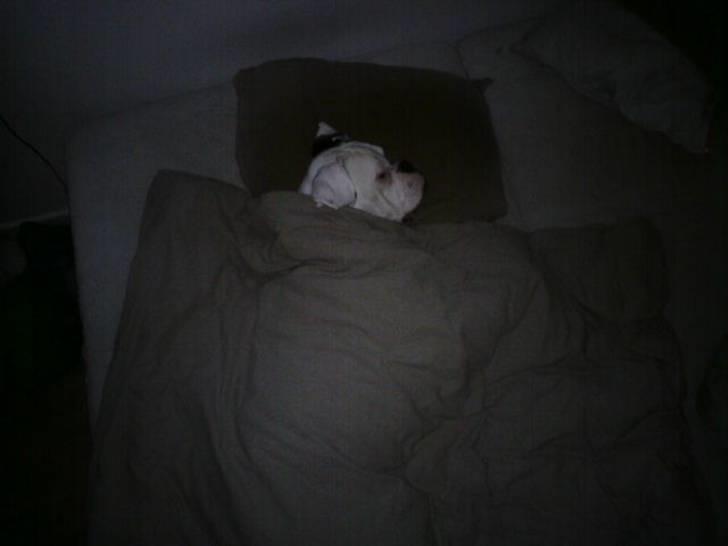 Boxer Hilmer - Far har lige puttet mig inden han tog på arbejde´dejligt:) billede 10