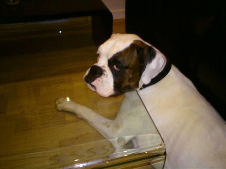 Boxer Hilmer billede 11
