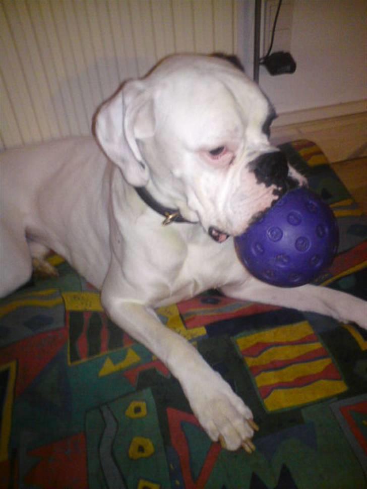 Boxer Hilmer billede 12