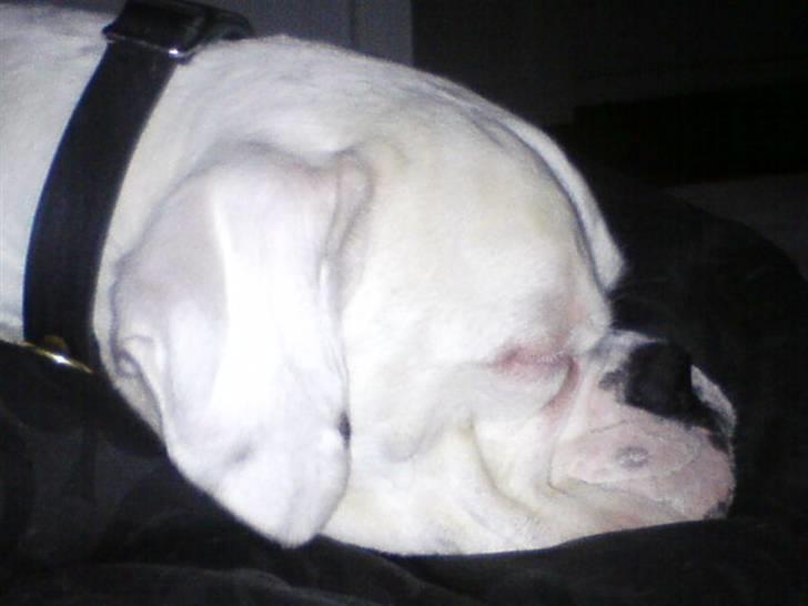 Boxer Hilmer billede 13