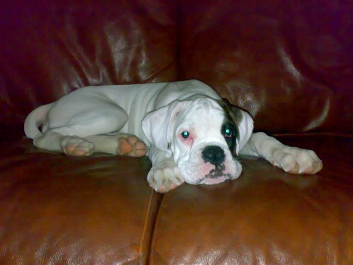 Boxer Hilmer billede 14